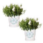 2x Campanula Addenda Ambella Weiß in dekorativen Malaga-Töpfen – Topfgröße 12 cm – mehrjährig – winterhart von Kolibri Company
