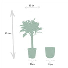 Ficus elastica Melany Stamm – ↨90 cm – Ø21 cm + Topf Mayk Lead von MEERgroothandel Planten