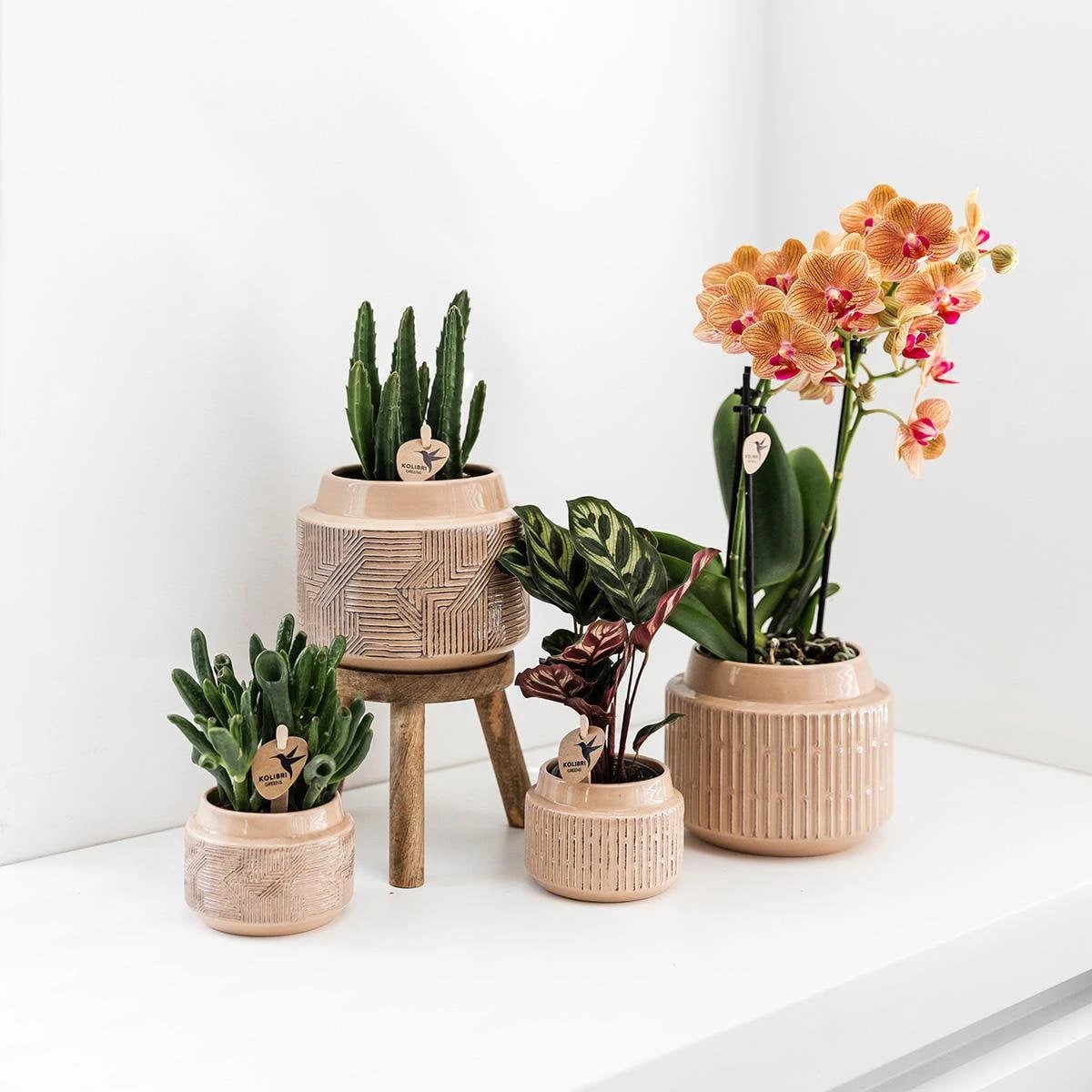 Kolibri Greens | Green Plant - Stapelia - Green houseplant - Fresh of the grower - Ø9cm by Kolibri Company