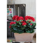 Artificial plant Geranium Red by Mica Decorations