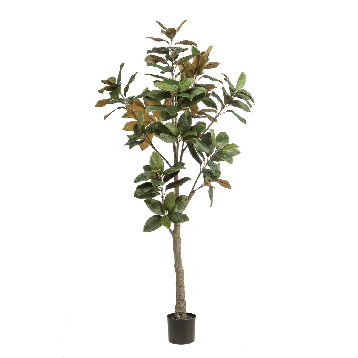 Artificial plant - Magnolia Grandiflora - 180 cm by Green boutiQ