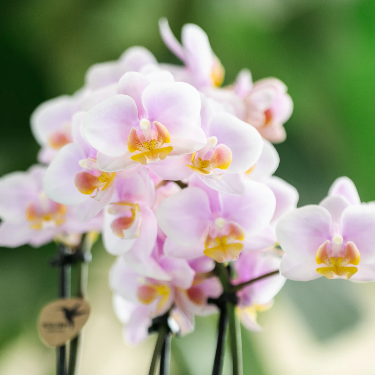Kolibri-Orchideen | KOMBI-ANGEBOT mit 4 rosa Phalaenopsis-Orchideen – Andorra – Topfgröße Ø9 cm | blühende Zimmerpflanze – frisch vom Züchter von Kolibri Company