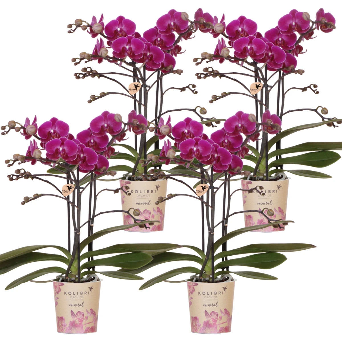 Hummingbird Orchids | COMBI DEAL of 4 purple phalaenopsis orchids - Morelia - pot size Ø9cm | flowering houseplant - fresh from the grower by Kolibri Company