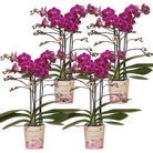 Kolibri-Orchideen | Kombi-Angebot mit 4 violetten Phalaenopsis-Orchideen – Morelia – Topfgröße Ø9 cm | blühende Zimmerpflanze – frisch vom Züchter von Kolibri Company