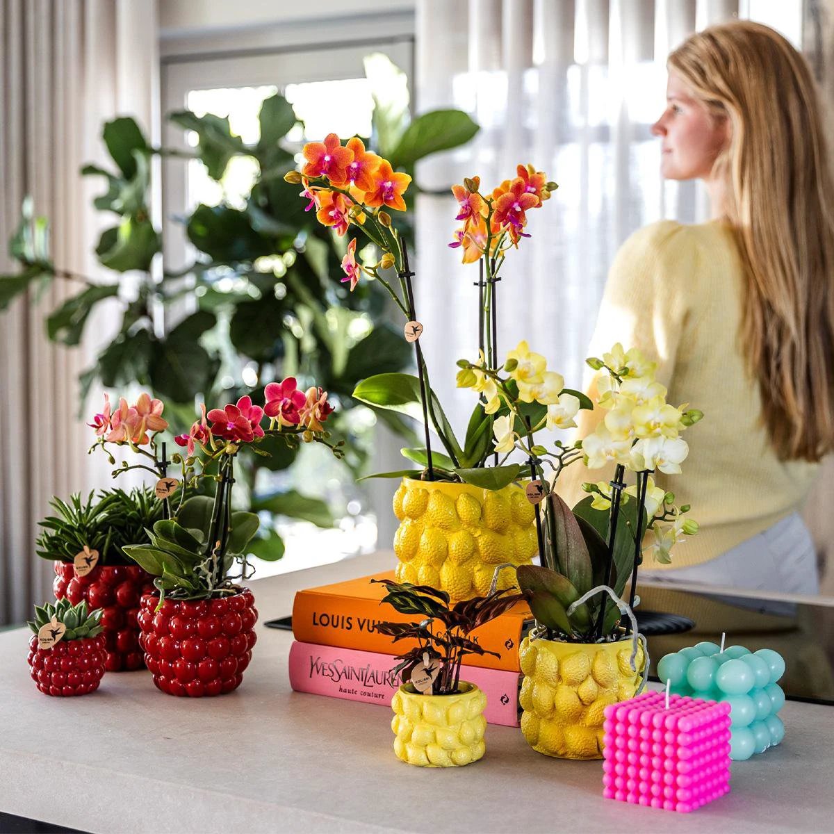 Hummingbird Orchids | yellow Phalaenopsis orchidee - Mexico + Citrus sierpot yellow - pot size Ø9cm | blooming houseplant - fresh from the grower by Kolibri Company