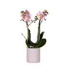Hummingbird Orchids | Pink phalaenopsis orchid - Andorra + Pastel pot pink - pot size Ø9cm | flowering houseplant - fresh from the grower by Kolibri Company
