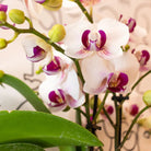 Colibr Orchids | white Phalaenopis orchid pot measure Ø9cm | Gibraltar | -driving room plant - freshly from the grower by Kolibri Company