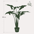 Artificial plant - Alocasia Frydek - Elephant's ear - 120 cm by Green boutiQ
