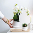 Colibr Orchids | COMBI DEAL from 2 white Phalaenopsis orchids - Amabilis - pot measure Ø9cm | -driving room plant - freshly from the grower by Kolibri Company