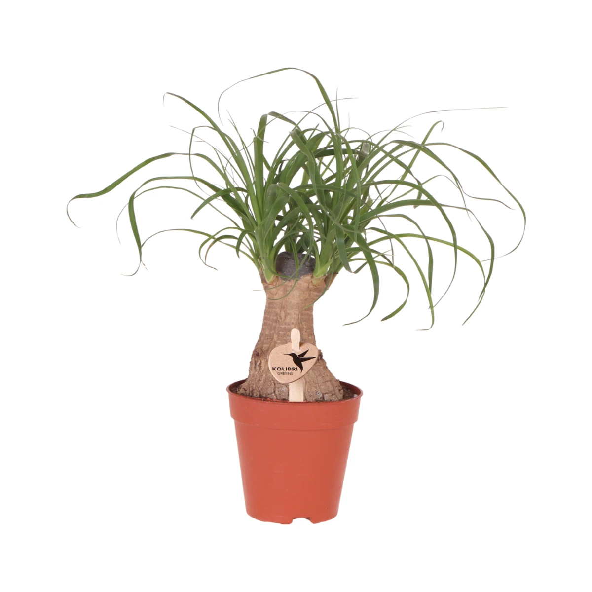 Kolibri Greens | Green Plant - Beaucarnea ⌀9 cm - Green houseplant - Fresh from the grower by Kolibri Company