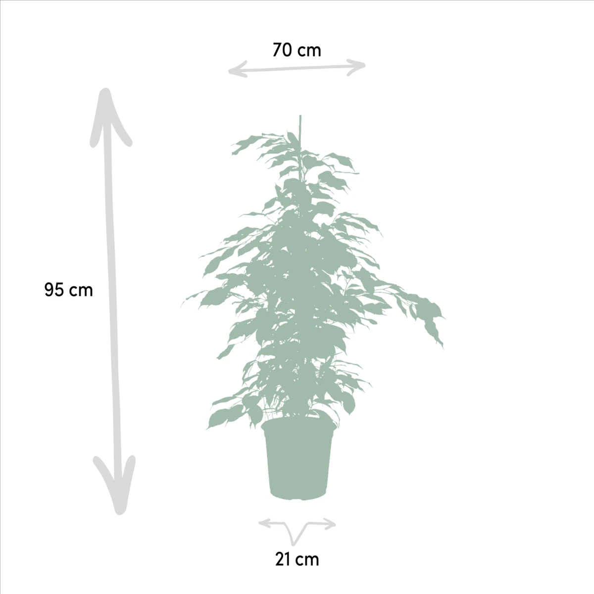 Ficus Benjamina Danielle - Ø21cm - ↕95cm + Ficus Benjamina Twilight - Ø21cm - ↕95cm + Ficus Microcarpa Moclame - Ø21cm - ↕95cm by MEERgroothandel Planten
