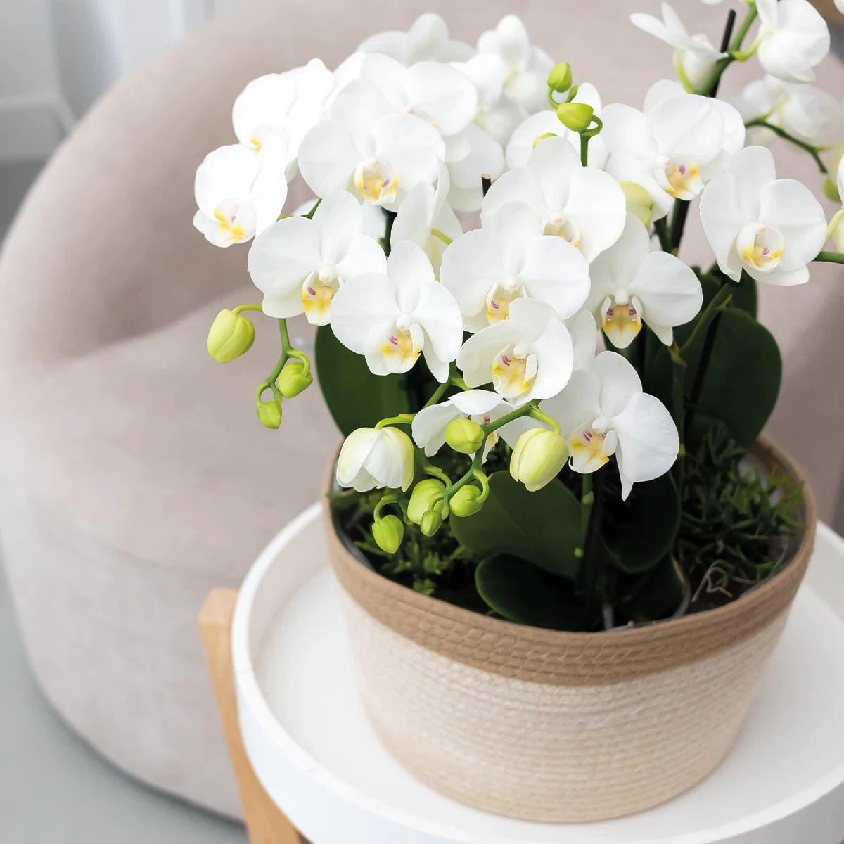 Hummingbird Home | Cotton Basket dish white - Cotton woven dish with white detail - pot size Ø30cm by Kolibri Company