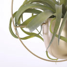 Flowerpot inside wall hanger Dexter Gold by Mica Decorations