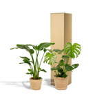 Strelitzia Nicolai - Ø19cm - ↕85cm + Monstera Deliciosa - Ø21cm - ↕75cm + Mand Selin by MEERgroothandel Planten