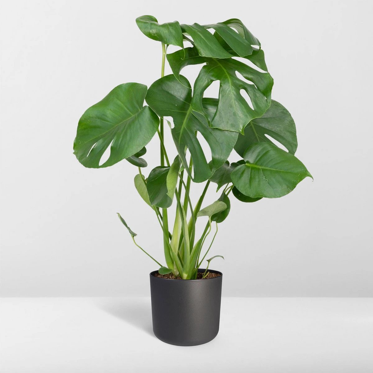 Monstera Deliciosa - Hole plant - Ø17cm - ↕55cm by MEERgroothandel Planten