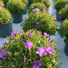 2x Campanula Addenda Ambella Intensives Violett in Málaga Sier-Töpfen – Topfgröße 12 cm – Stauden – winterhart von Kolibri Company