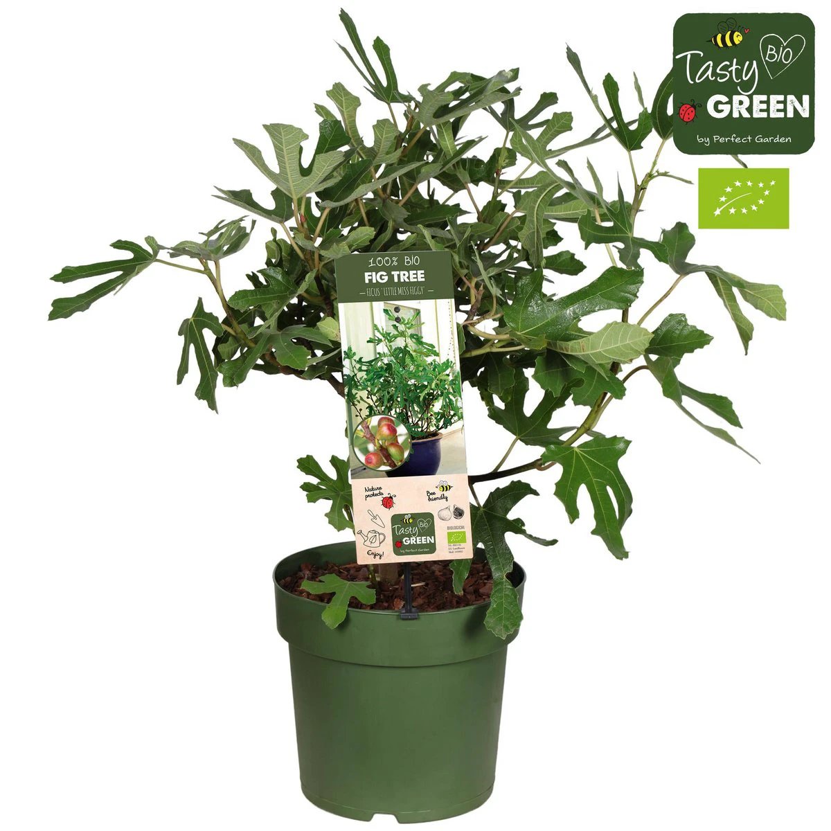 Ficus carica „Little Miss Figgy“ Bio – Feige – Ø23 cm – ↕50 cm von MEERgroothandel Planten