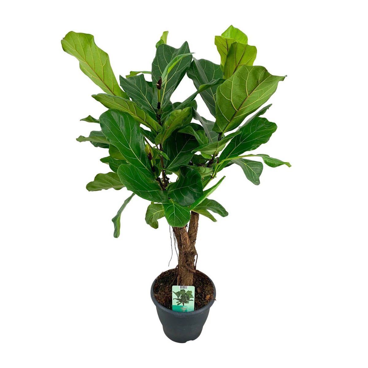 Ficus Lyrata - Ø26cm - ↕100cm by MEERgroothandel Planten