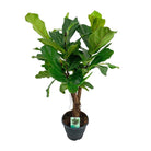 Ficus Lyrata - Ø26cm - ↕100cm by MEERgroothandel Planten