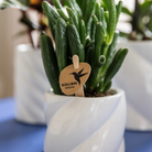 Kolibri Greens | Green Plant - Succulent Crassula Hobbit Pot size Ø6cm | green houseplant - fresh from the grower by Kolibri Company