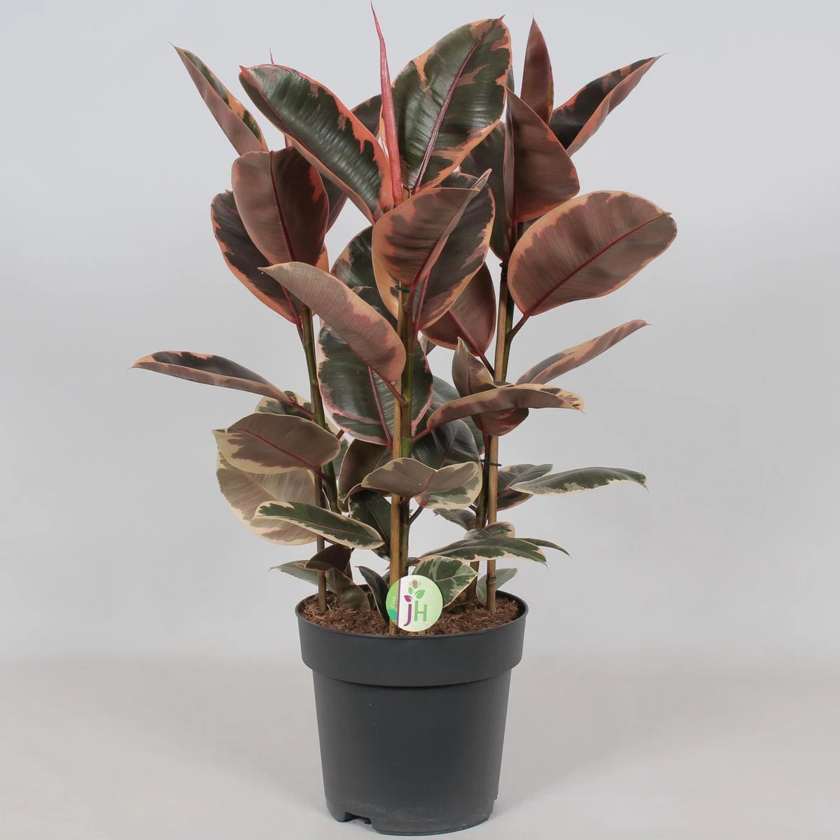 Ficus Belize – Ø27 cm – ↕80 cm von MEERgroothandel Planten
