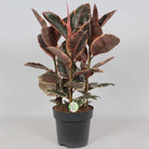 Ficus Belize – Ø27 cm – ↕80 cm von MEERgroothandel Planten