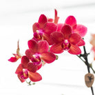 Colibr Orchids | Red Phalaenopsis orchid – Congo + Gummy pot trattine – pot measure Ø9cm | blooming room plant in flower pot - fresh from the grower by Kolibri Company