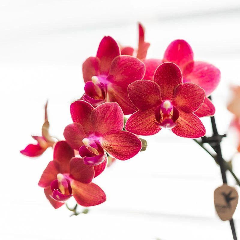 Colibr Orchids | Red Phalaenopsis orchid – Congo + Gummy pot trattine – pot measure Ø9cm | blooming room plant in flower pot - fresh from the grower by Kolibri Company