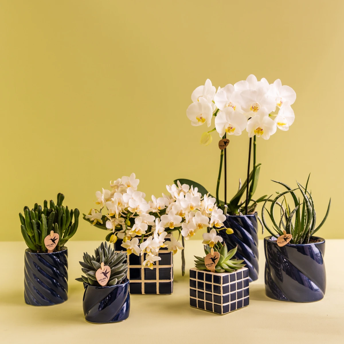 Kolibri Orchids | Set van witte orchidee Amabilis en succulent in Candy sierpotten blauw - potmaat Ø9cm & Ø6cm | bloeiende kamerplant - vers van de kweker by Kolibri Company