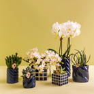 Kolibri Orchids | Set van witte orchidee Amabilis en succulent in Candy sierpotten blauw - potmaat Ø9cm & Ø6cm | bloeiende kamerplant - vers van de kweker by Kolibri Company