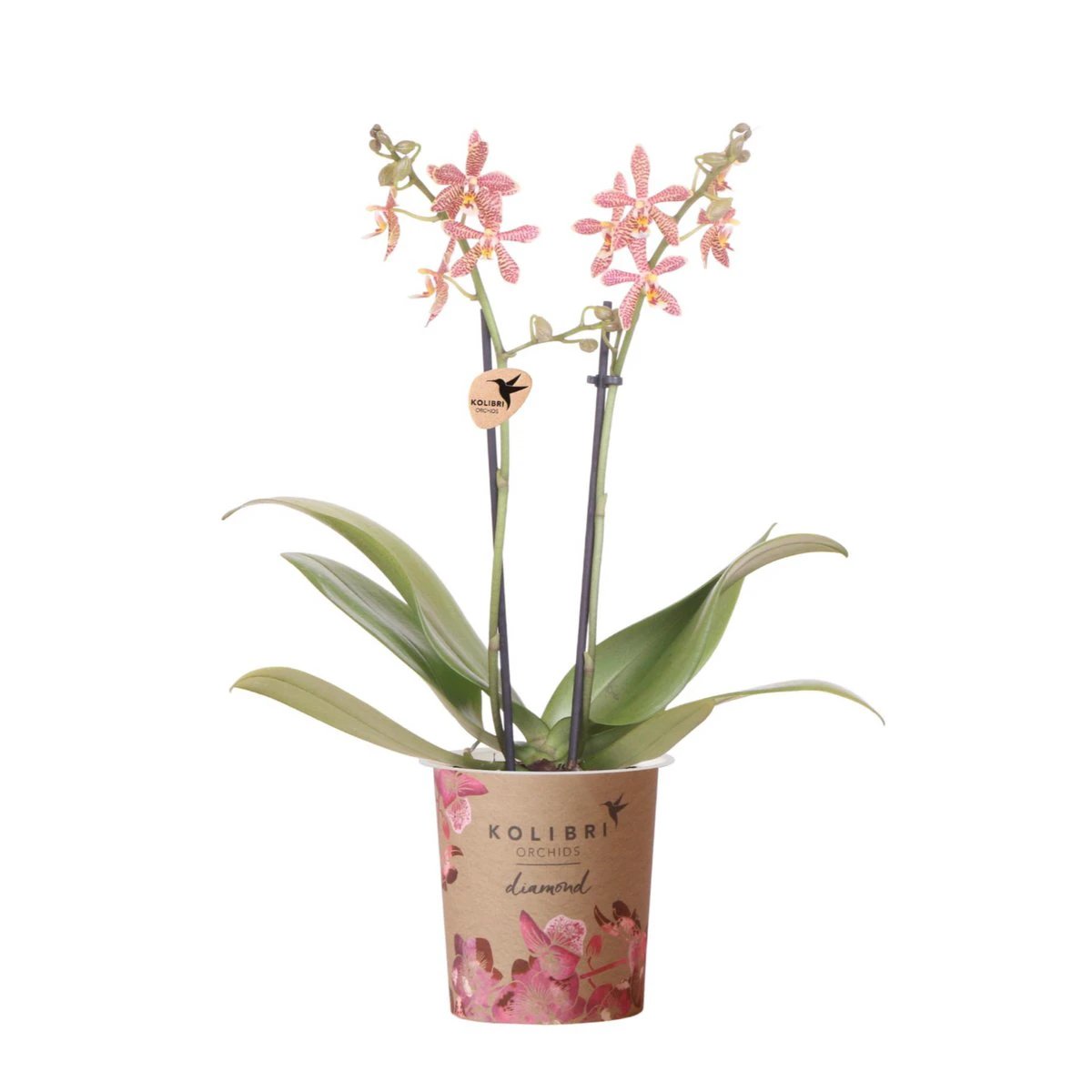 Colibr Orchids | orange Phalaenopis orchid - Spider potmate Ø9cm | -driving room plant - fresh from the grower by Kolibri Company