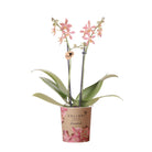 Colibr Orchids | orange Phalaenopis orchid - Spider potmate Ø9cm | -driving room plant - fresh from the grower by Kolibri Company