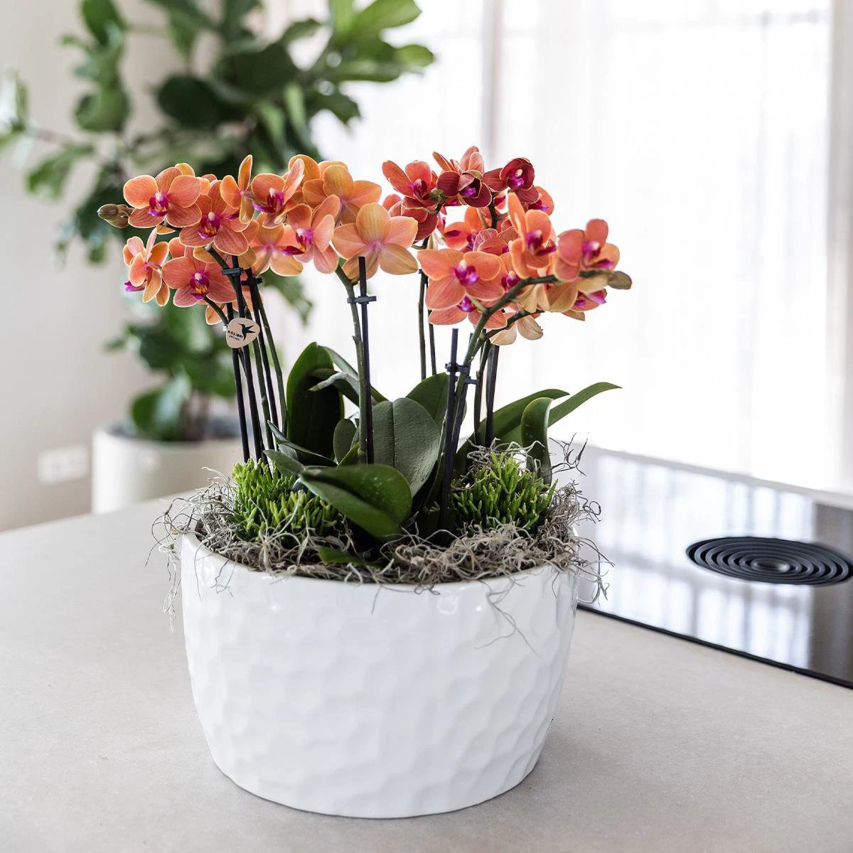 Hummingbird Orchids | orange plant set in Honey dish incl. water reservoir | three orange orchids Bolzano 9cm and three green plants | Jungle Bouquet orange with self-sufficient water reservoir by Kolibri Company