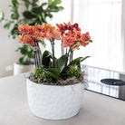 Hummingbird Orchids | orange plant set in Honey dish incl. water reservoir | three orange orchids Bolzano 9cm and three green plants | Jungle Bouquet orange with self-sufficient water reservoir by Kolibri Company