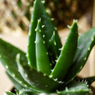 Kolibri Greens | Green Plant - Succulent Aloe Brevolia pot size Ø9cm | green houseplant - fresh from the grower by Kolibri Company