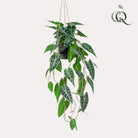 Kunstpflanze – Alocasia – Elefantenohr – 80 cm von Green boutiQ