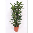 Ficus Cyathistipula - ø27 ↕120 by MEERgroothandel Planten
