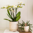 Kolibri Home | Marble pot - Light - Ø6cm by Kolibri Company