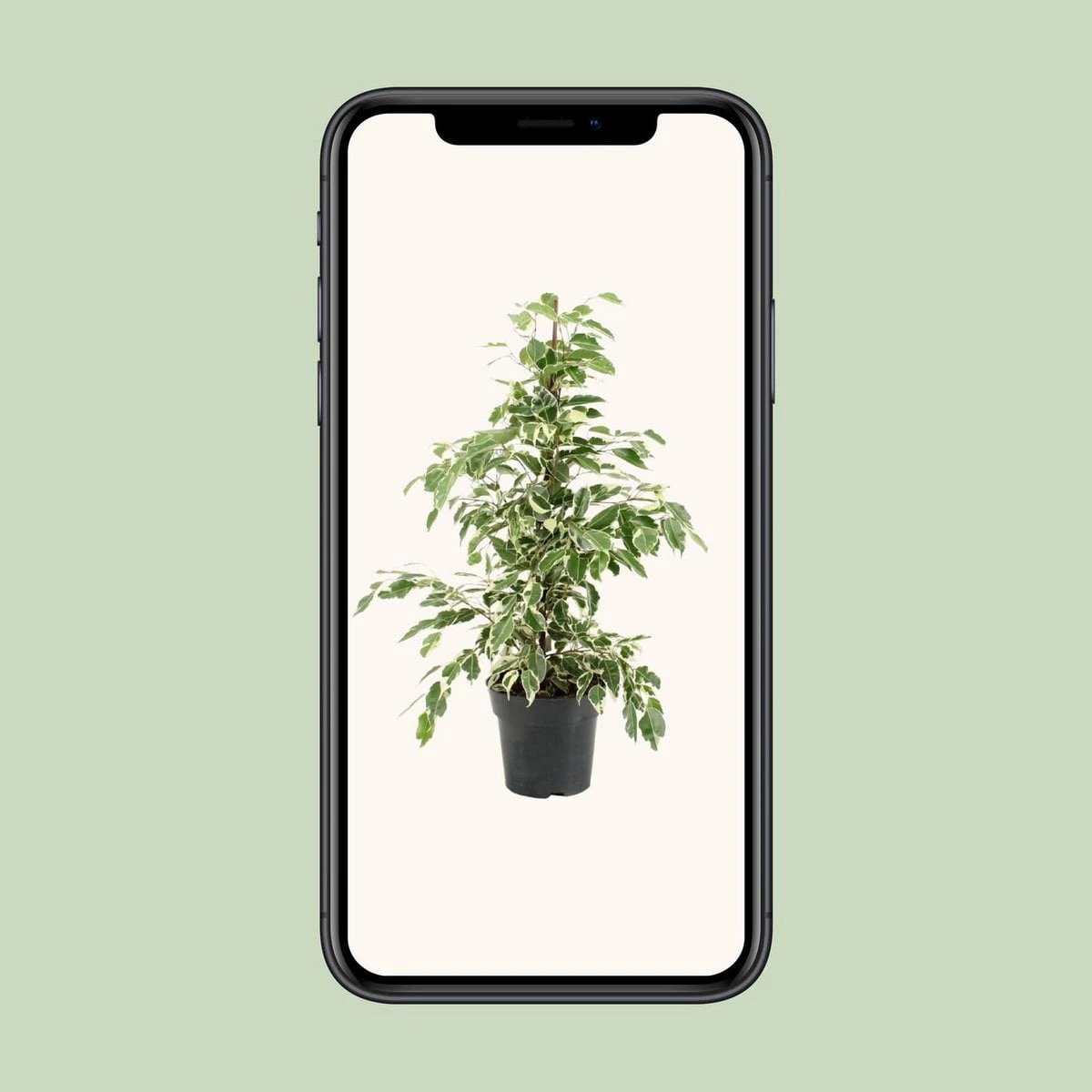 Ficus Benjamina Twilight (R) | [P17-H70] von MEERgroothandel Planten