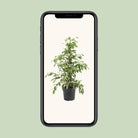 Ficus Benjamina Twilight (R) | [P17-H70] von MEERgroothandel Planten