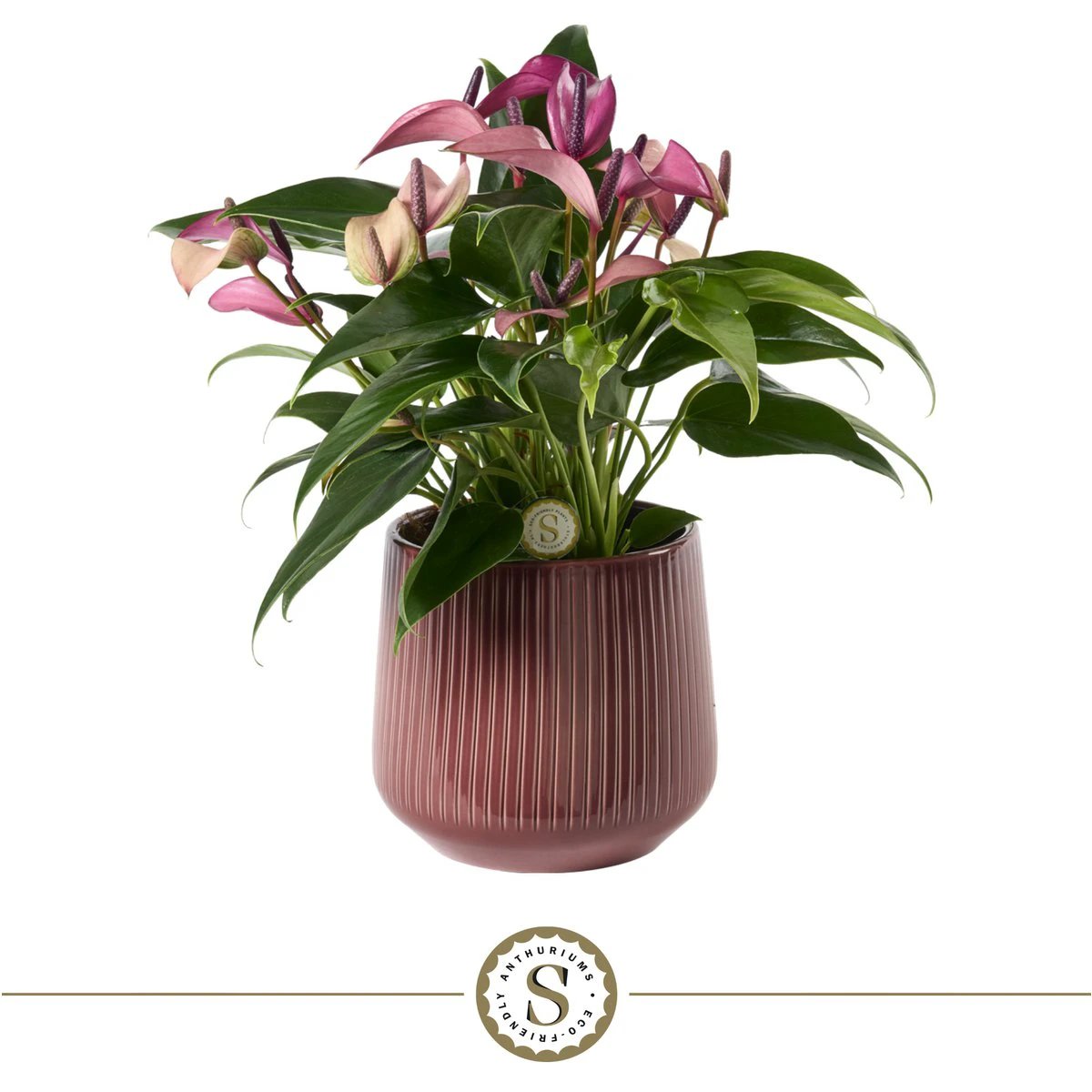 Burgundy Zizou by Blooming Luxury
