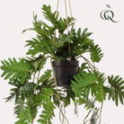 Art plant - Philodendron - Climbing tree lover - 80 cm by Green boutiQ
