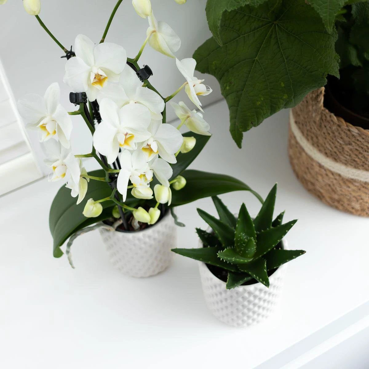Kolibri Greens | Green Plant - Succulent Aloe Brevolia pot size Ø9cm | green houseplant - fresh from the grower by Kolibri Company