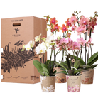 Kolibri Orchids - Surprise box mix - plant discount box - surprise box with 4 different orchids 12cm - fresh from the grower by Kolibri Company