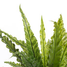 Artificial plant Asplenium Green by Mica Decorations