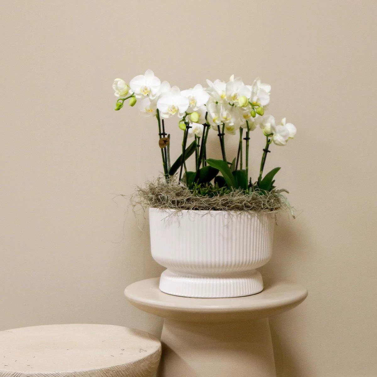 Hummingbird Orchids | white plant set in Diabolo white dish incl. water reservoir | three white orchids and three green plants | Jungle Bouquet white with self-sufficient water reservoir by Kolibri Company
