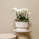 Hummingbird Orchids | white plant set in Diabolo white dish incl. water reservoir | three white orchids and three green plants | Jungle Bouquet white with self-sufficient water reservoir by Kolibri Company