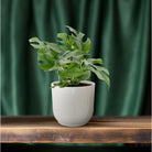 Monstera Minima - Ø12cm - ↕25cm by MEERgroothandel Planten