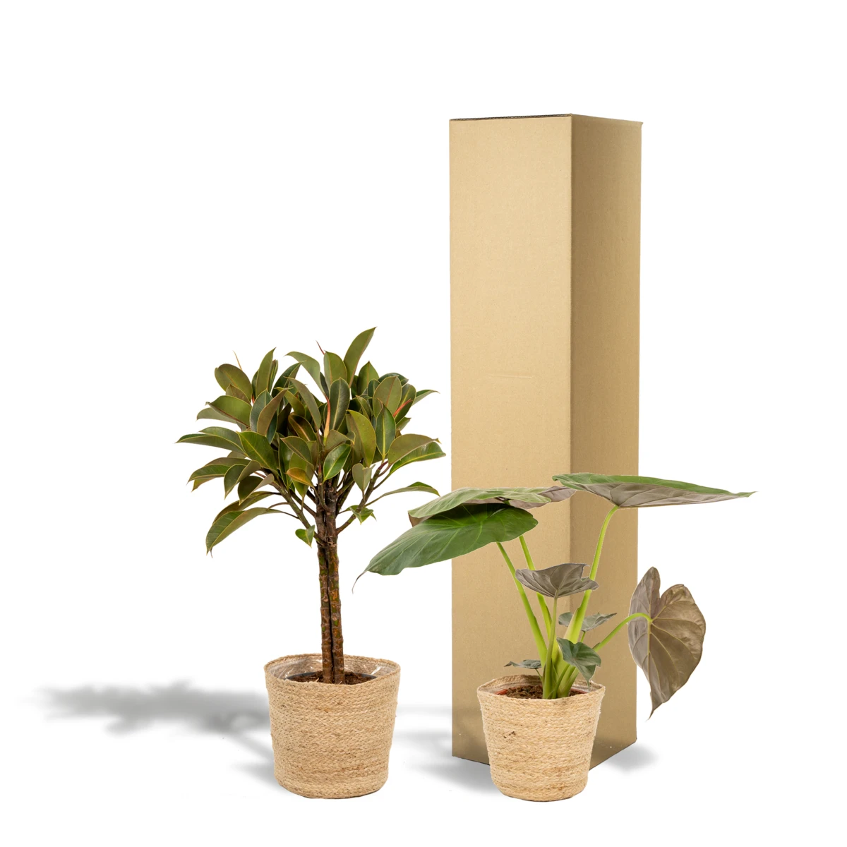 Ficus elastica Melany – Ø21 cm – ↕85 cm + Alocasia wentii – Ø19 cm – ↕60 cm + Korb Selin von MEERgroothandel Planten