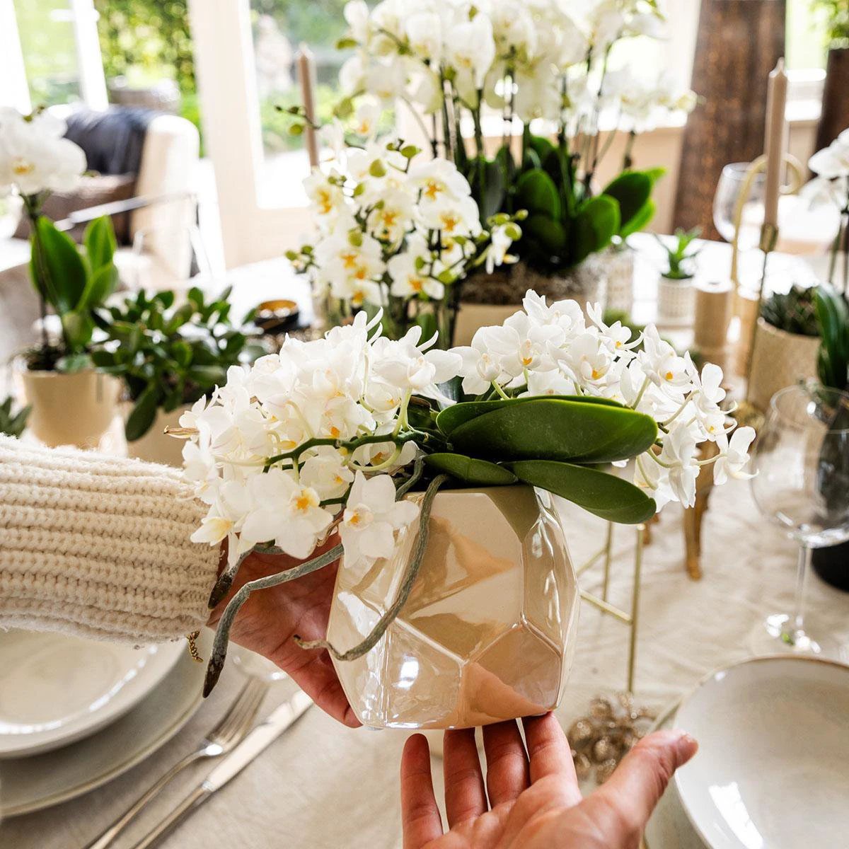 Hummingbird Company | Set of plants + decorative pots for table decoration dinner - pot size Ø9cm & Ø6cm | flowering houseplants - fresh from the grower by Kolibri Company